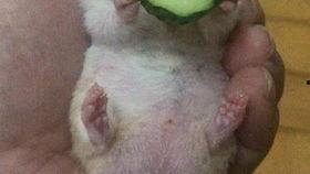 老黄老王吃瓜,揭秘娱乐圈背后的故事