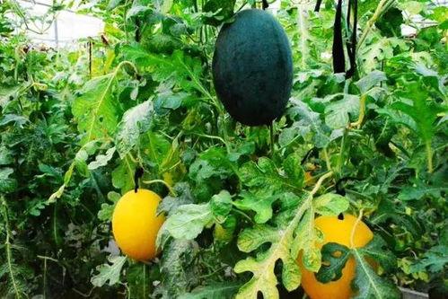 吃黄色瓜犯法吗,揭秘吃黄色瓜是否触犯法律