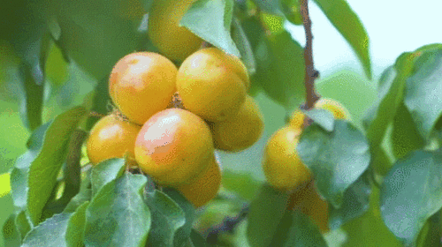 吃瓜群众库尔勒,瓜乡风情，吃瓜群众的热闹乐园