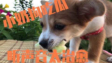 吃瓜改成吃狗的名字