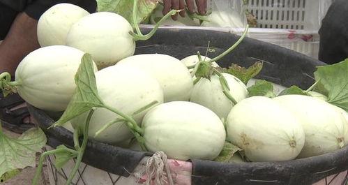 监利冰淇淋吃瓜,夏日消暑新宠，吃瓜群众热议不断