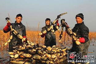 磁县吃瓜事件始末,一场网络舆论的风暴与反思