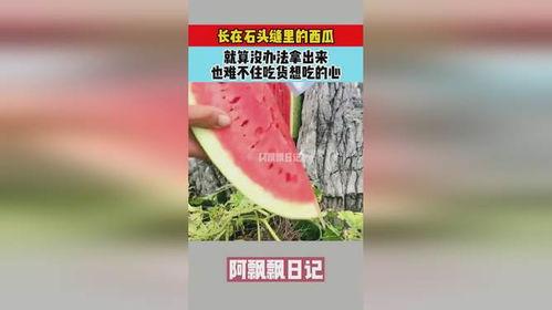 张石头吃瓜,揭秘娱乐圈背后的秘密