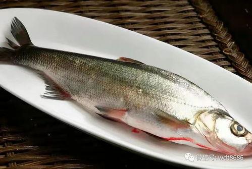 鱼圈吃瓜事件,揭秘网络舆论的狂欢与反思