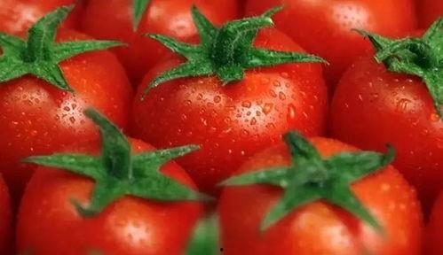 吃瓜系统的番茄文