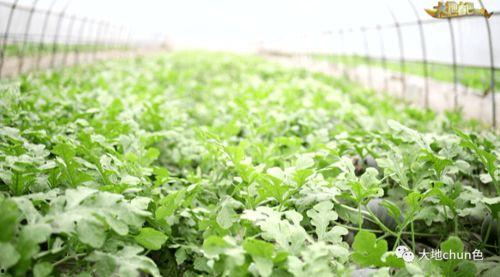 浙江嵊州吃瓜,瓜果飘香，品味夏日田园风情