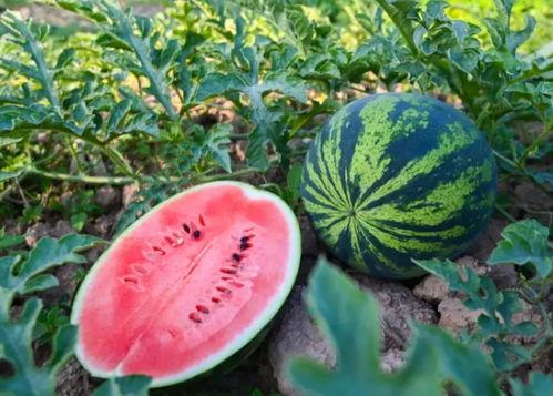 夏日吃瓜限定,瓜果飘香——探寻夏日吃瓜限定美味之旅