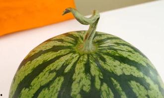 霸州辛店吃瓜,夏日吃瓜盛事，感受乡村田园风情