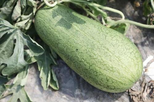 梦珂吃瓜,揭秘娱乐圈背后的那些事儿