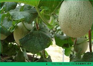 早餐吃哈密瓜会胖吗,增肥还是瘦身？揭秘真相