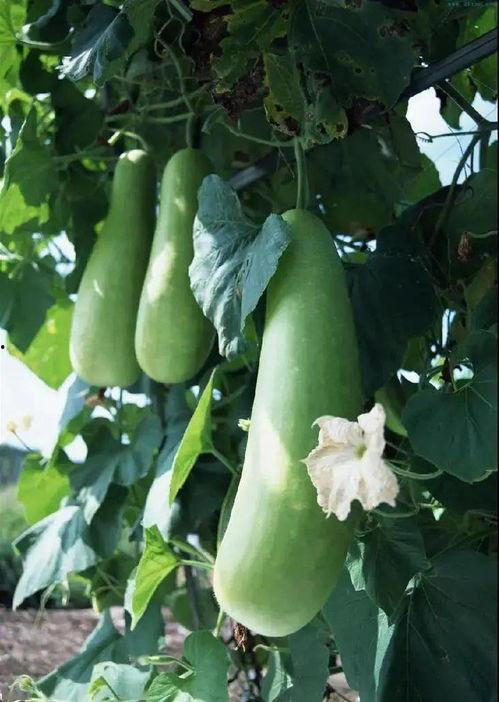 蒲瓜干咋吃,探索传统美食的味蕾之旅