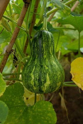 拍照吃瓜素材图片