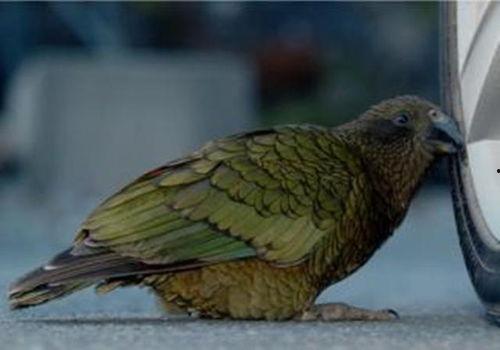 鹦鹉吃不吃角瓜,揭秘它们对角瓜的喜爱之谜