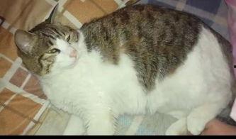 猫咪玩家吃瓜,揭秘网络世界里的萌宠娱乐盛宴