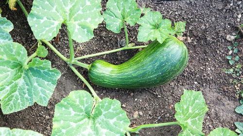 吃瓠瓜过敏吗,吃瓠瓜是否会导致过敏反应