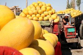 neomark吃哈密瓜,neomark与哈密瓜的甜蜜邂逅