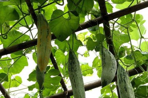 老鼠吃瓜图片大全,趣味横生的老鼠吃瓜瞬间